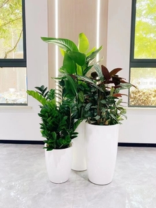 宁波余姚花木租赁方案